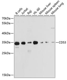 Western blot - CD53 antibody (A10079)