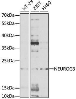 Western blot - NEUROG3 antibody (A2772)