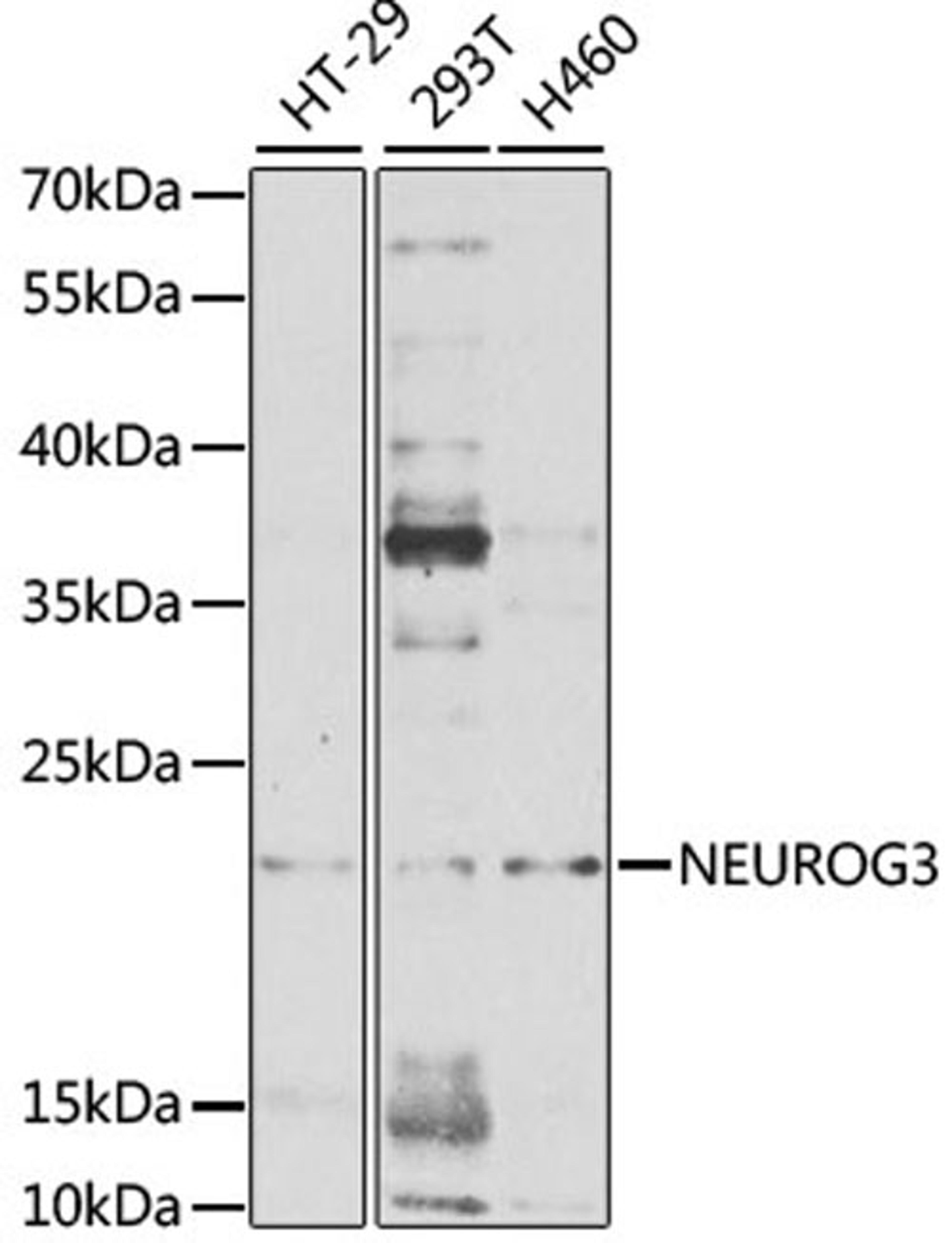 Western blot - NEUROG3 antibody (A2772)