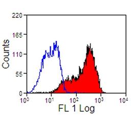 Staining of equine peripheral blood lymphocytes with Mouse anti Horse CD5:FITC (MCA1079F)