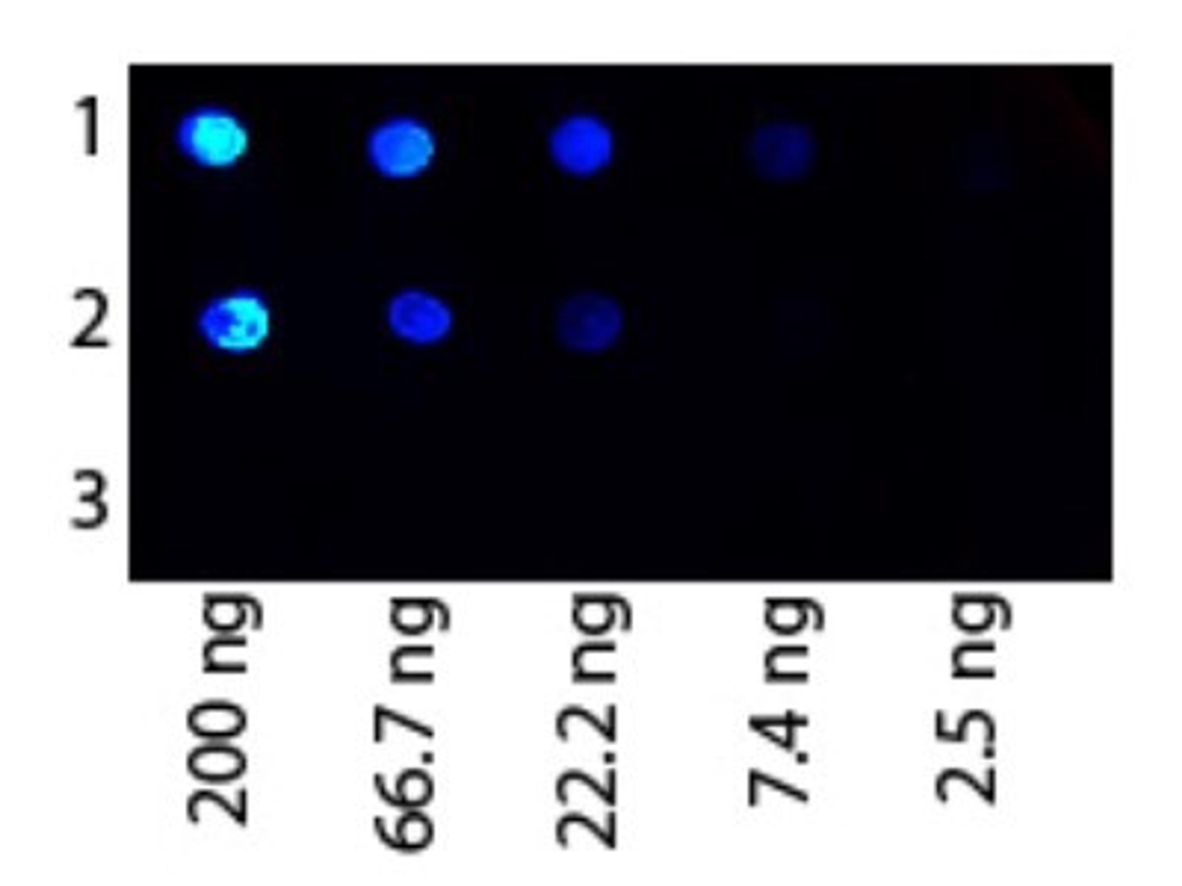 Dot Blot: Protein G Antibody [NB120-7248] - Analysis using the FITC conjugate of NB120-7248. Antigen 1: Human IgG. Antigen 2: Rat IgG. Antigen 3: Canine IgG. Load: Starting dot is 200 ng followed by a 3-fold serial dilution.