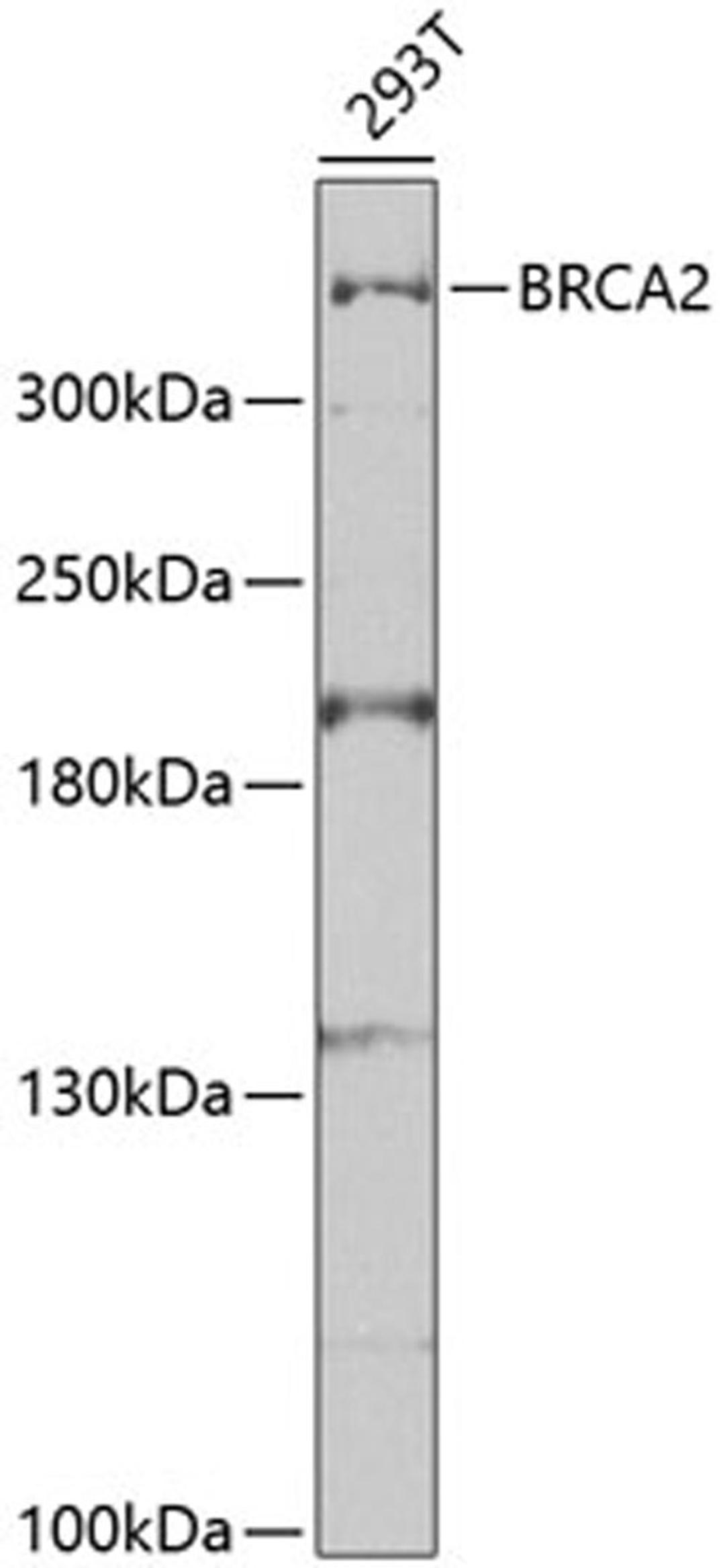 Western blot - BRCA2 antibody (A2435)