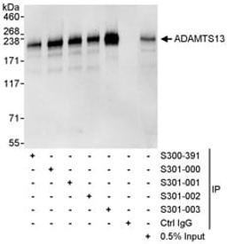 Detection of human ADAMTS13 by western blot and immunoprecipitation.