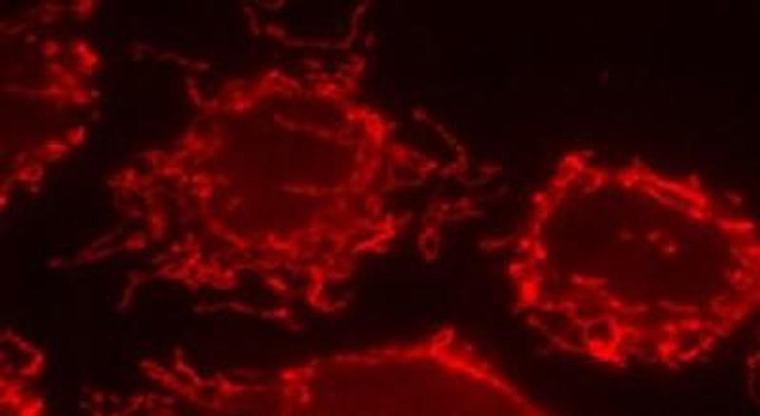 Immunocytochemistry/Immunofluorescence: Mitofilin Antibody [NB100-1919] - HeLa cells with antibody 1:500 dilution labeling mitochondria.