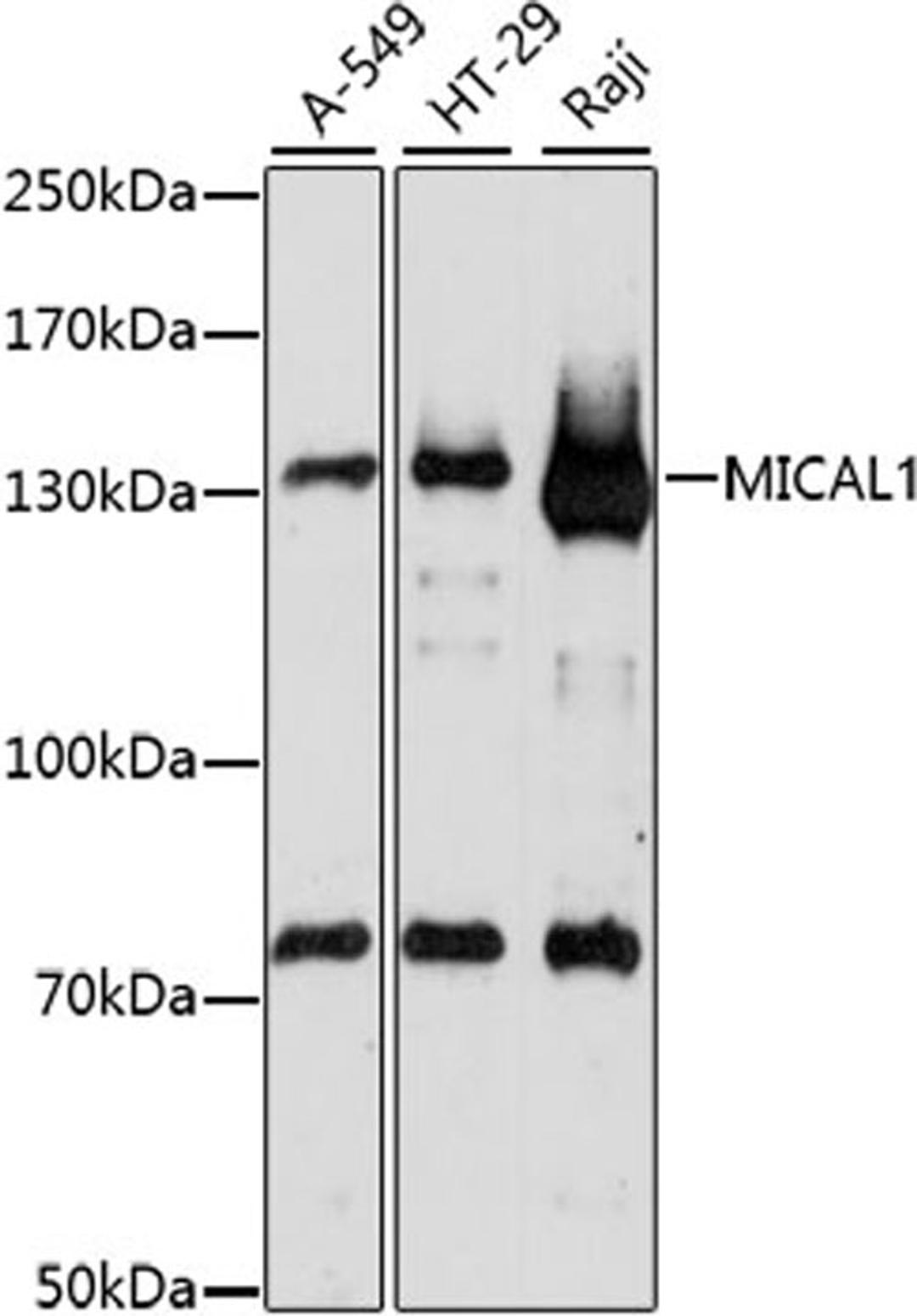 Western blot - MICAL1 antibody (A15505)