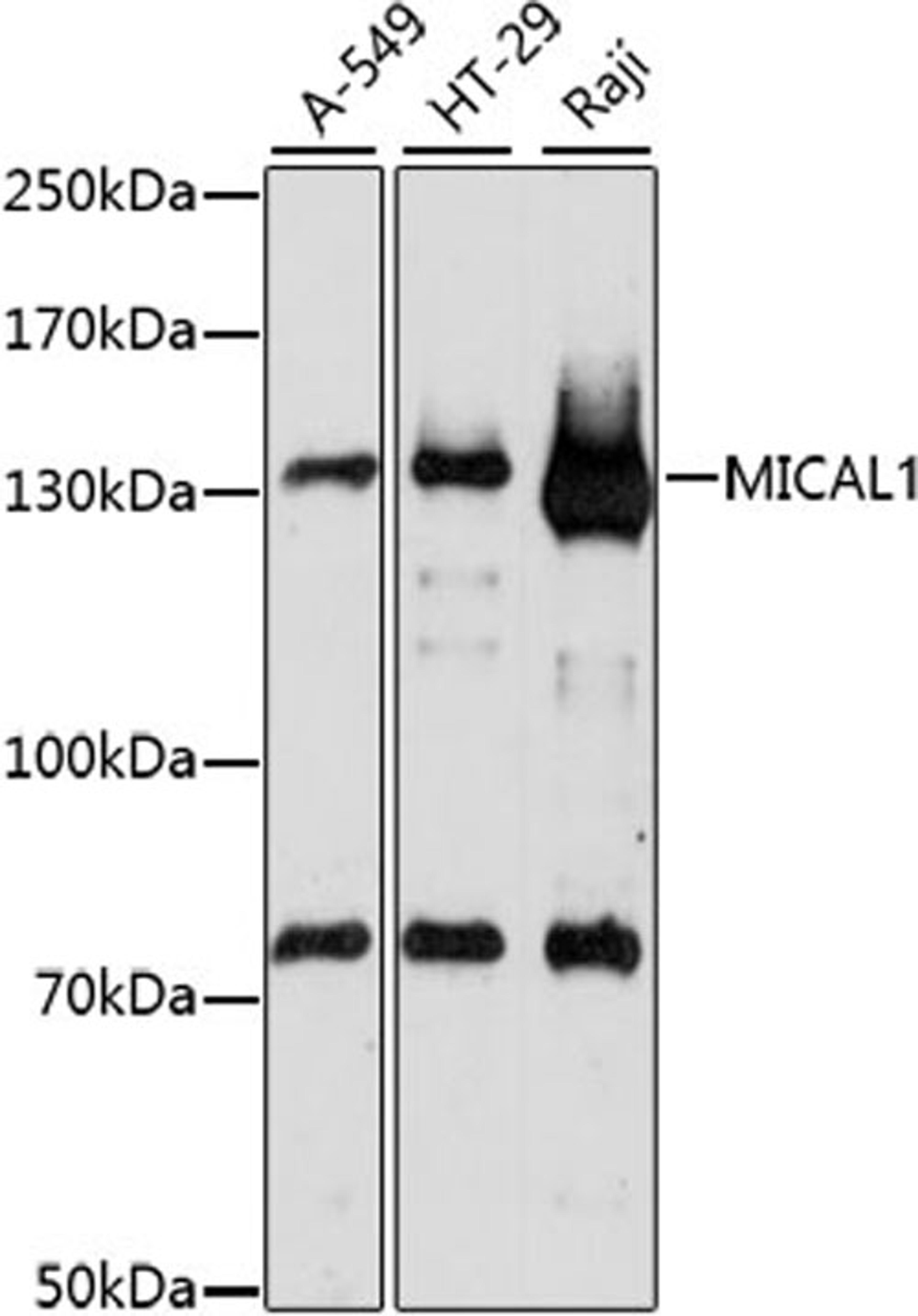 Western blot - MICAL1 antibody (A15505)