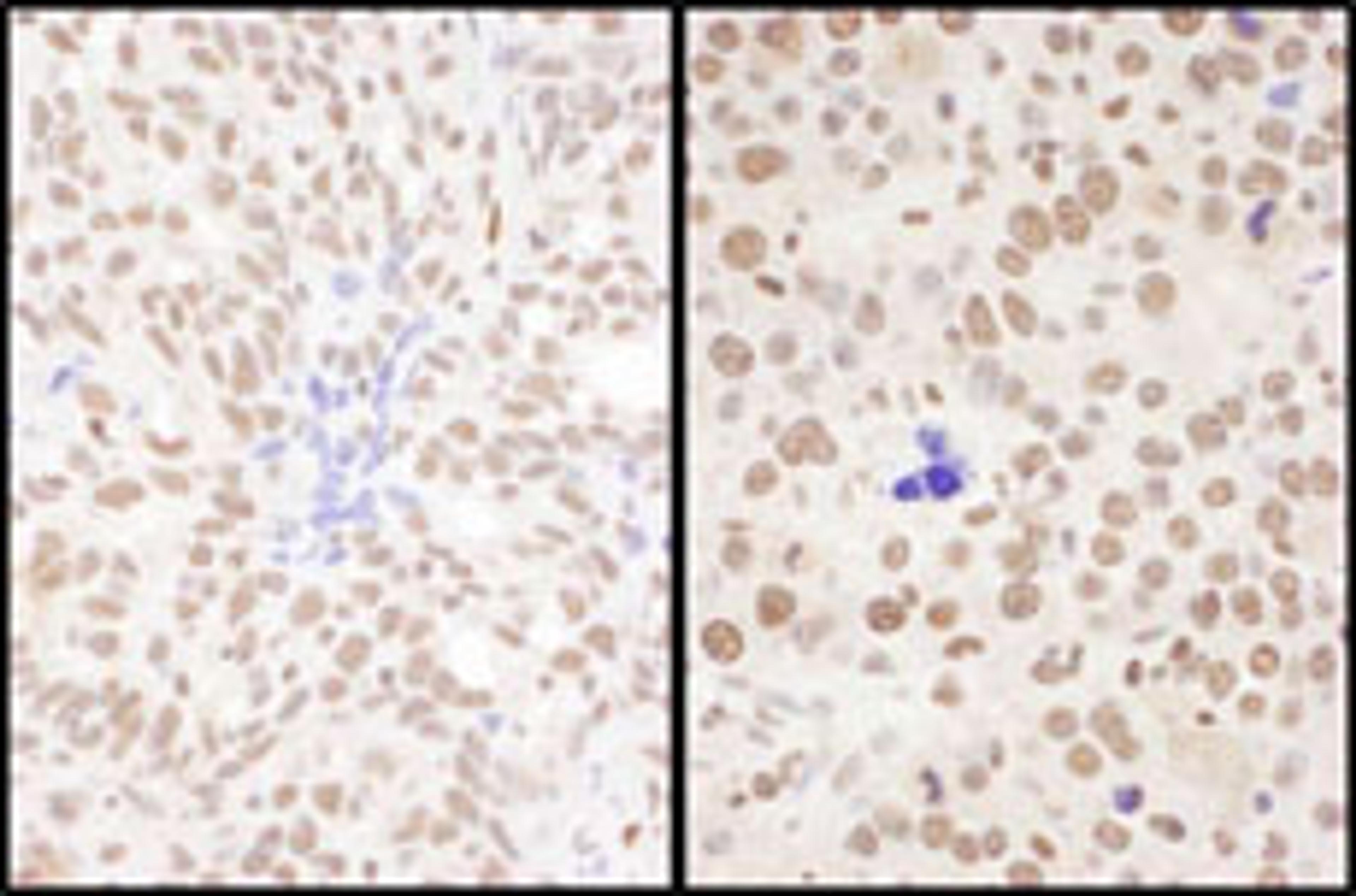 Detection of human and mouse SRSF7 by immunohistochemistry.