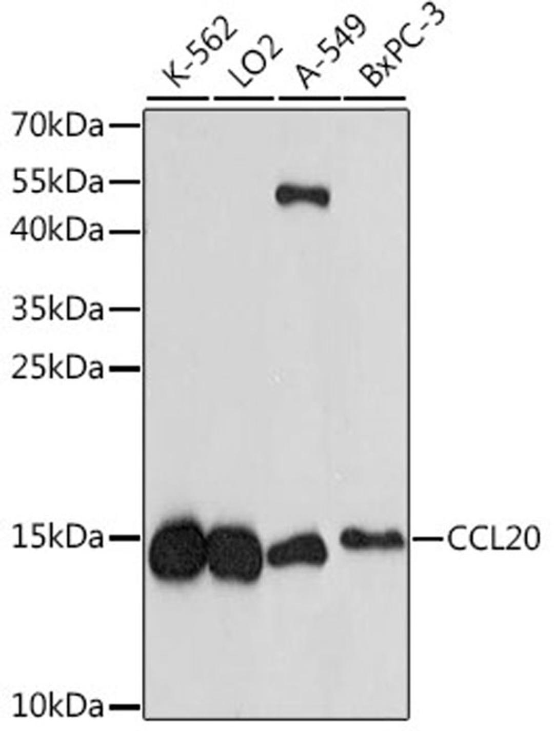 Western blot - CCL20 antibody (A1756)