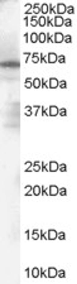 46-134 (1ug/ml) staining of Human Spleen Lysate (35ug protein in RIPA buffer). Primary incubation was 1 hour. Detected by chemiluminescence.