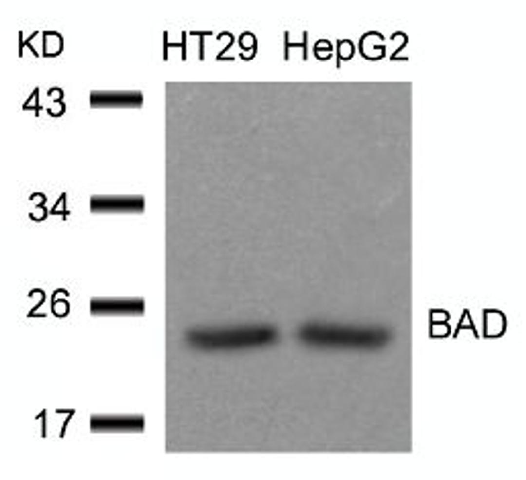 Western blot analysis of lysed extracts from HT29 and HepG2 cells using BAD (Ab-136).