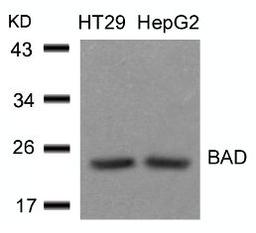 Western blot analysis of lysed extracts from HT29 and HepG2 cells using BAD (Ab-136).