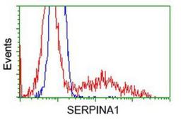 Flow Cytometry: alpha 1 Antitrypsin Antibody (9A1) [NBP1-47957] - HEK293T cells transfected with either overexpression plasmid (Red) or empty vector control plasmid (Blue) were immunostained by anti-alpha 1 Antitrypsin antibody, and then analyzed by flow cytometry.