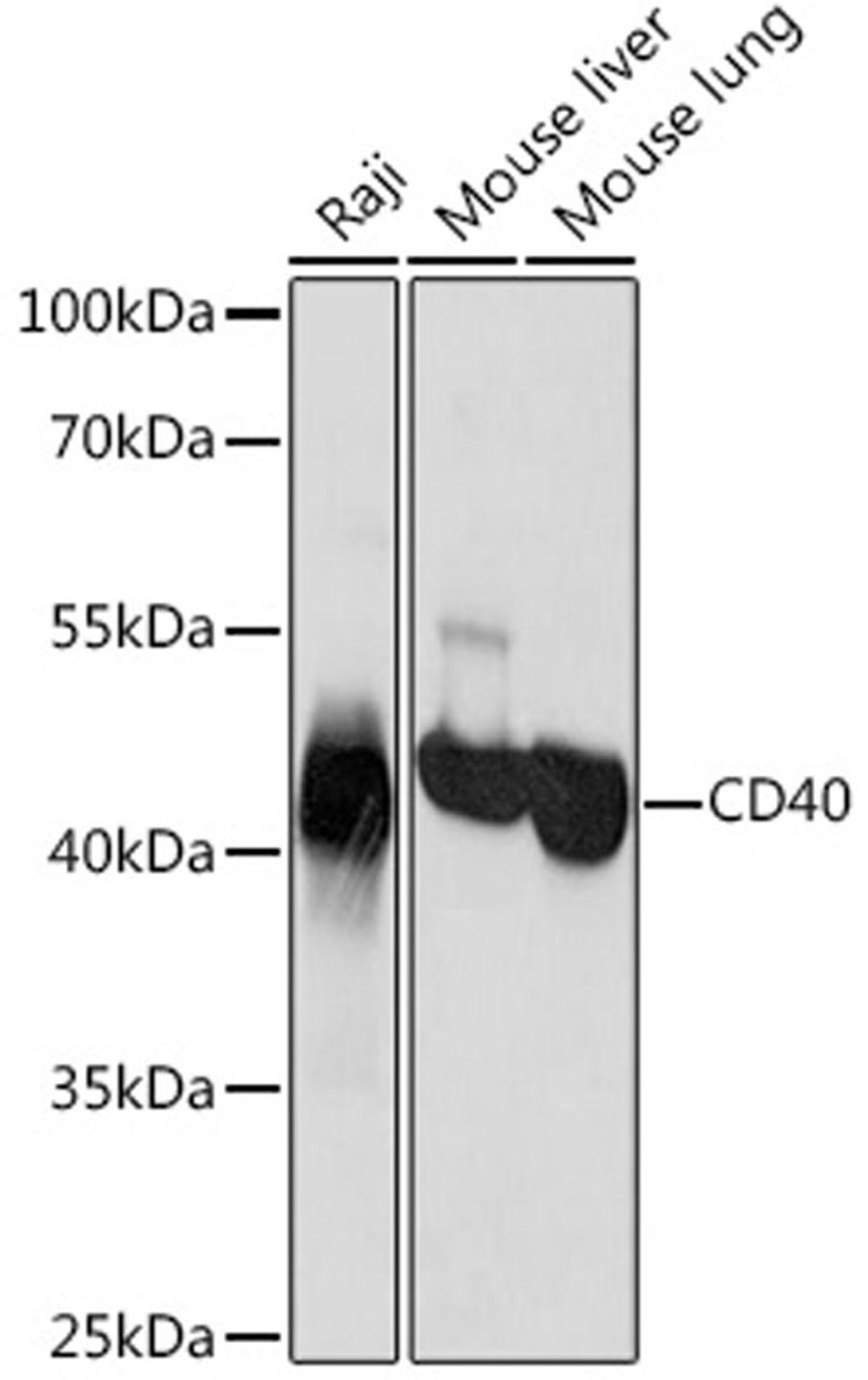 Western blot - CD40 Rabbit pAb (A13285)