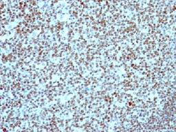 Immunohistochemical staining of human Tonsil tissue using NCL antibody