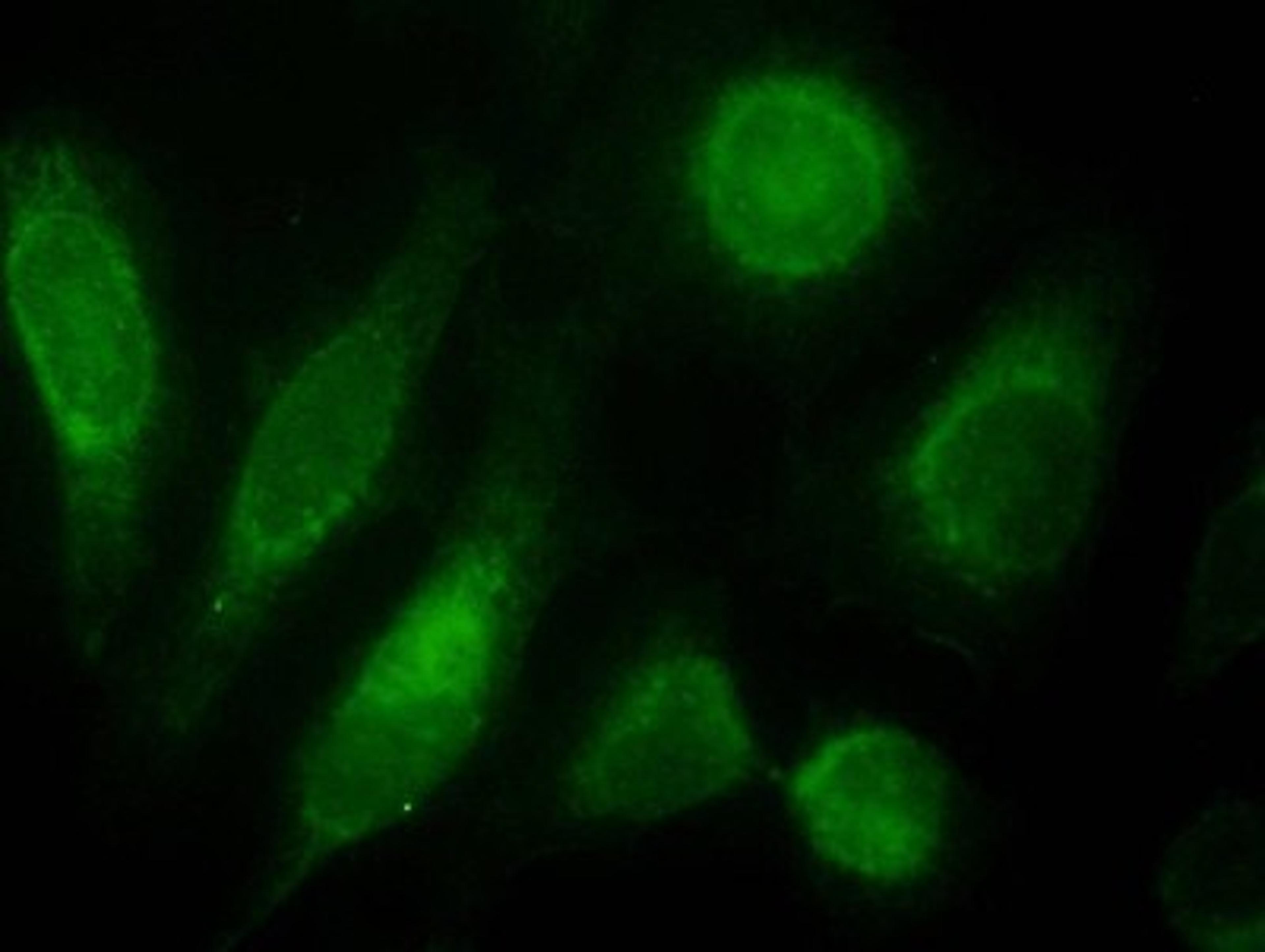 Immunocytochemistry/Immunofluorescence: ODZ3 Antibody [NBP1-20956] - (10ug/ml) staining of nuclei HeLa cells (green).