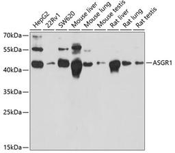 Western blot - ASGR1 antibody (A13279)