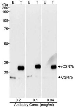 Detection of human CSN7b by western blot.