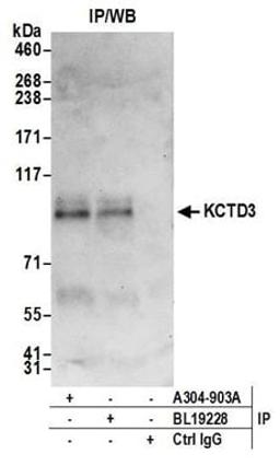 Detection of human KCTD3 by western blot of immunoprecipitates.