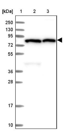 Western Blot: PKD2L2 Antibody [NBP2-47332] - Lane 1: Marker [kDa] 250, 130, 95, 72, 55, 36, 28, 17, 10.  Lane 2: Human cell line RT-4.  Lane 3: Human cell line U-251MG.