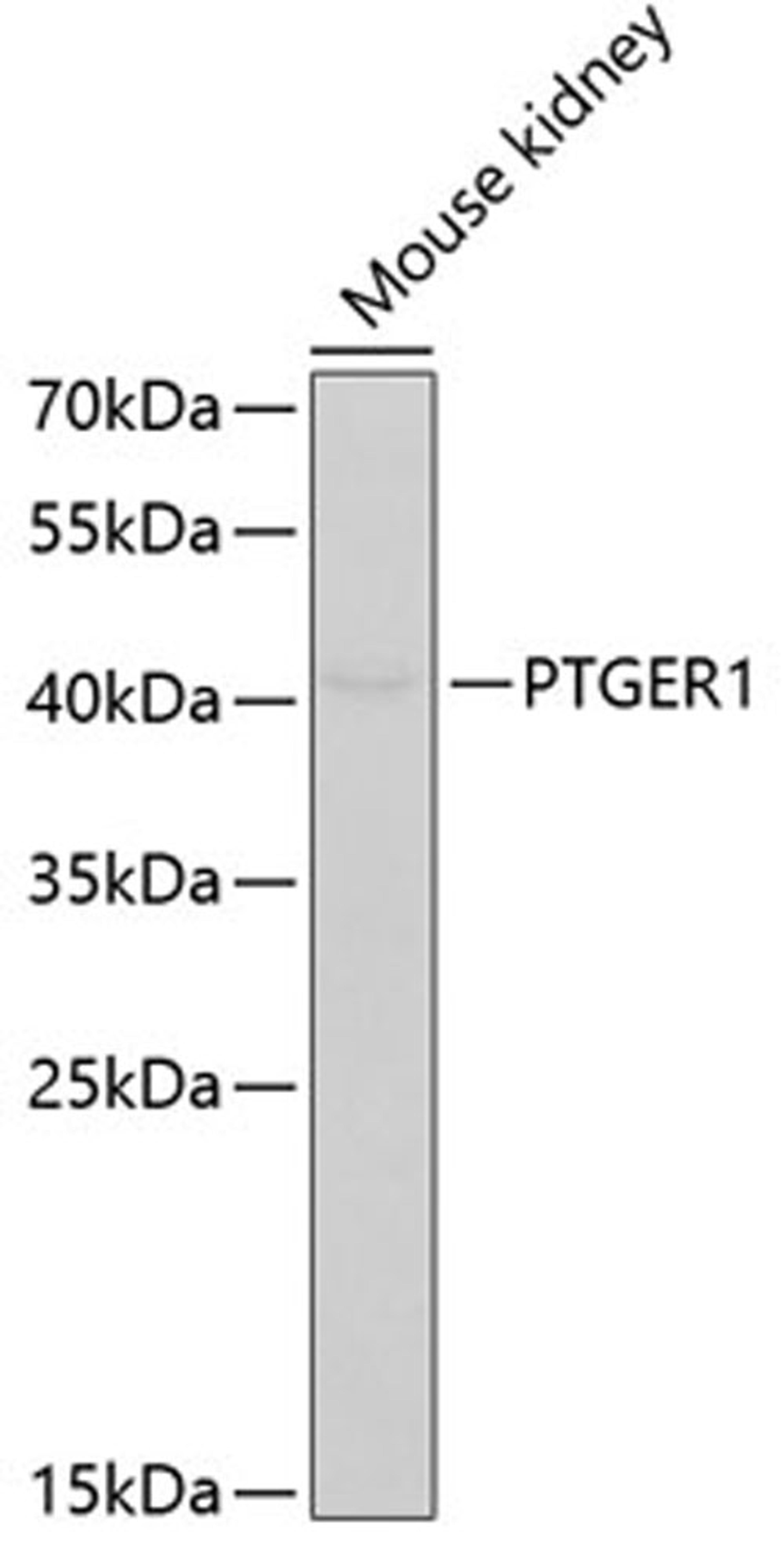 Western blot - PTGER1 antibody (A2913)