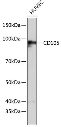 Western blot - CD105 antibody (A19008)