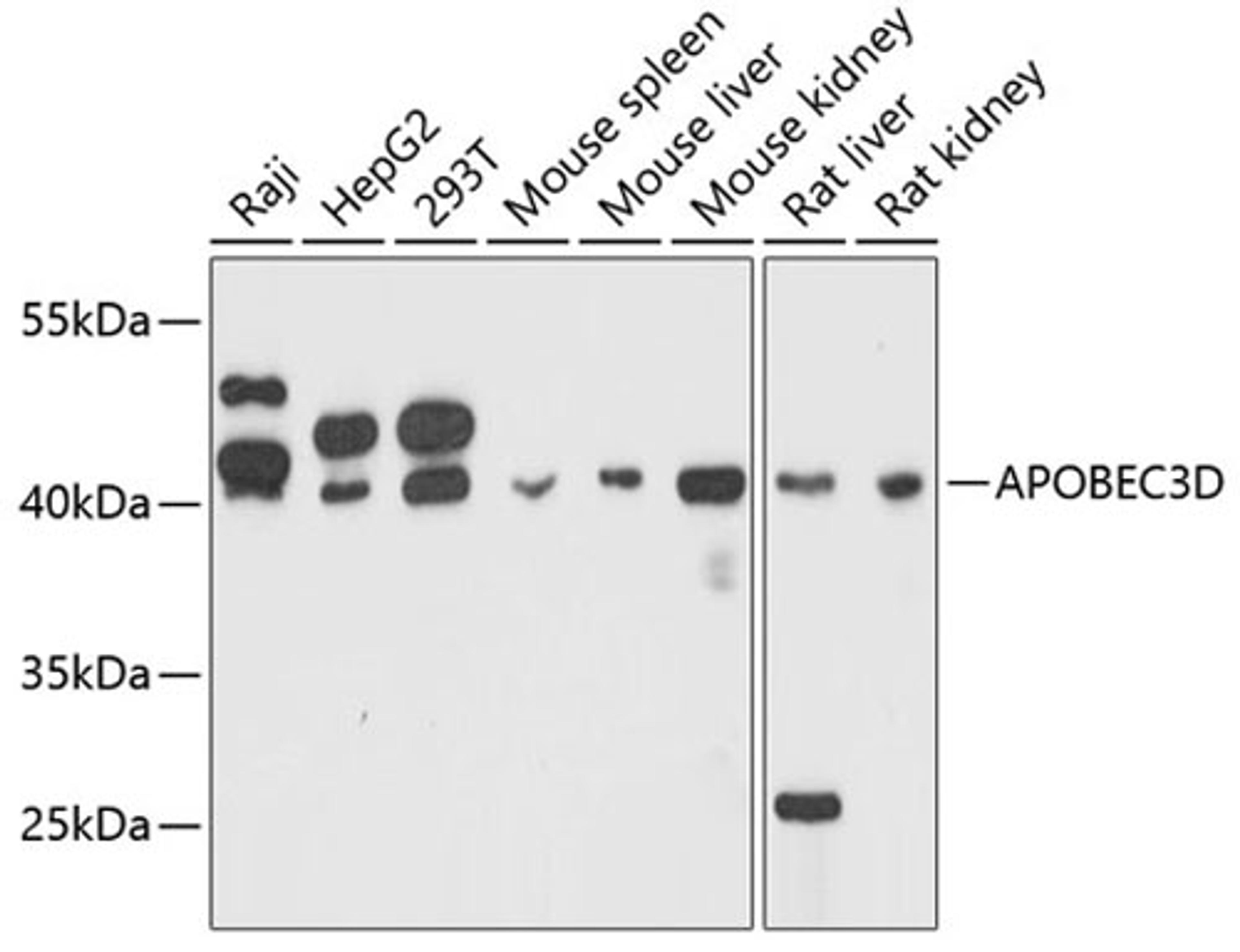 Western blot - APOBEC3D antibody (A11648)