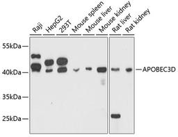 Western blot - APOBEC3D antibody (A11648)