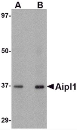 Western blot analysis of Aipl1 in human brain tissue lysate with Aipl1 antibody at (A) 1 and (B) 2 μg/mL.