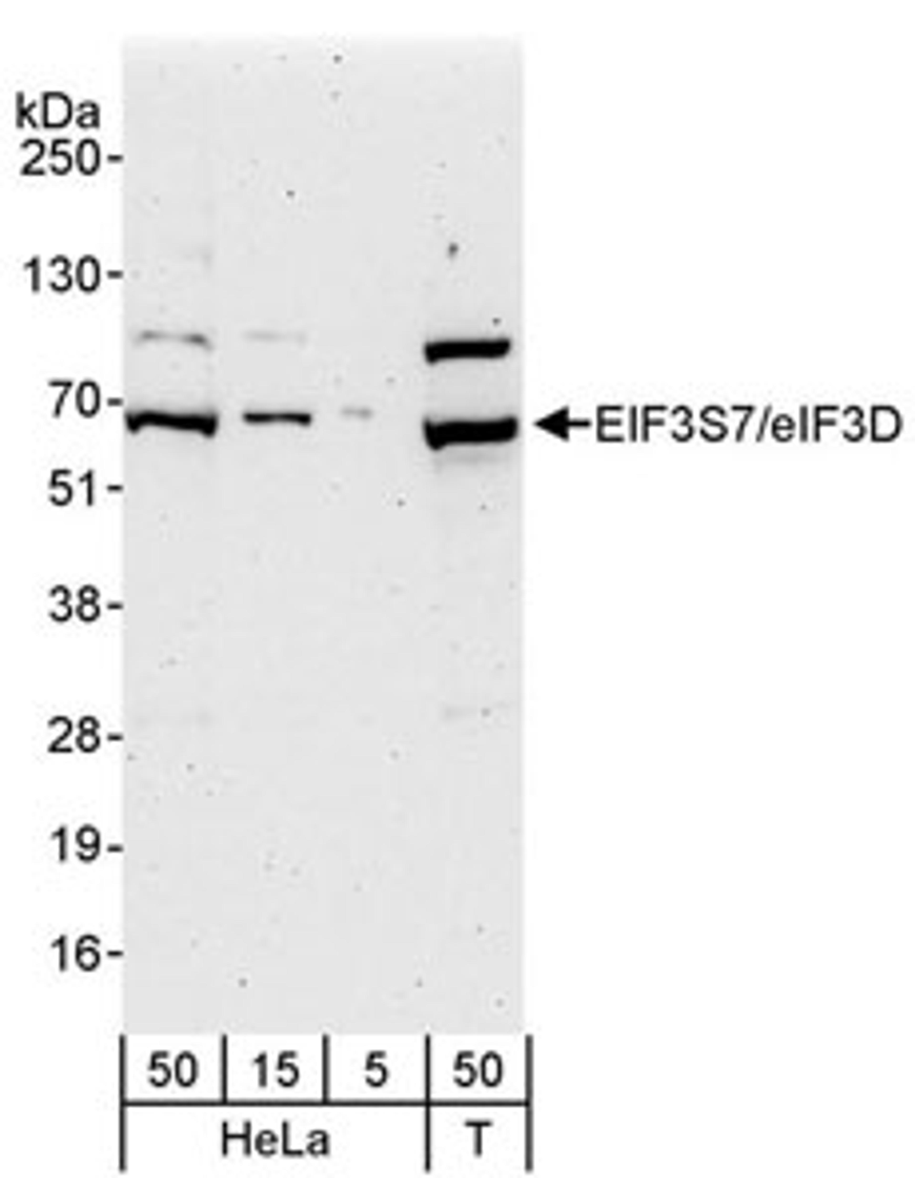 Detection of human eIF3D/EIF3S7 by western blot.