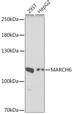 Western blot - MARCH6 Rabbit pAb (A16097)