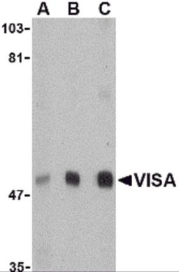 Western blot analysis of VISA in A20 cell lysate with VISA antibody at (A) 0.5, (B) 1 and (C) 2 &#956;g/mL.