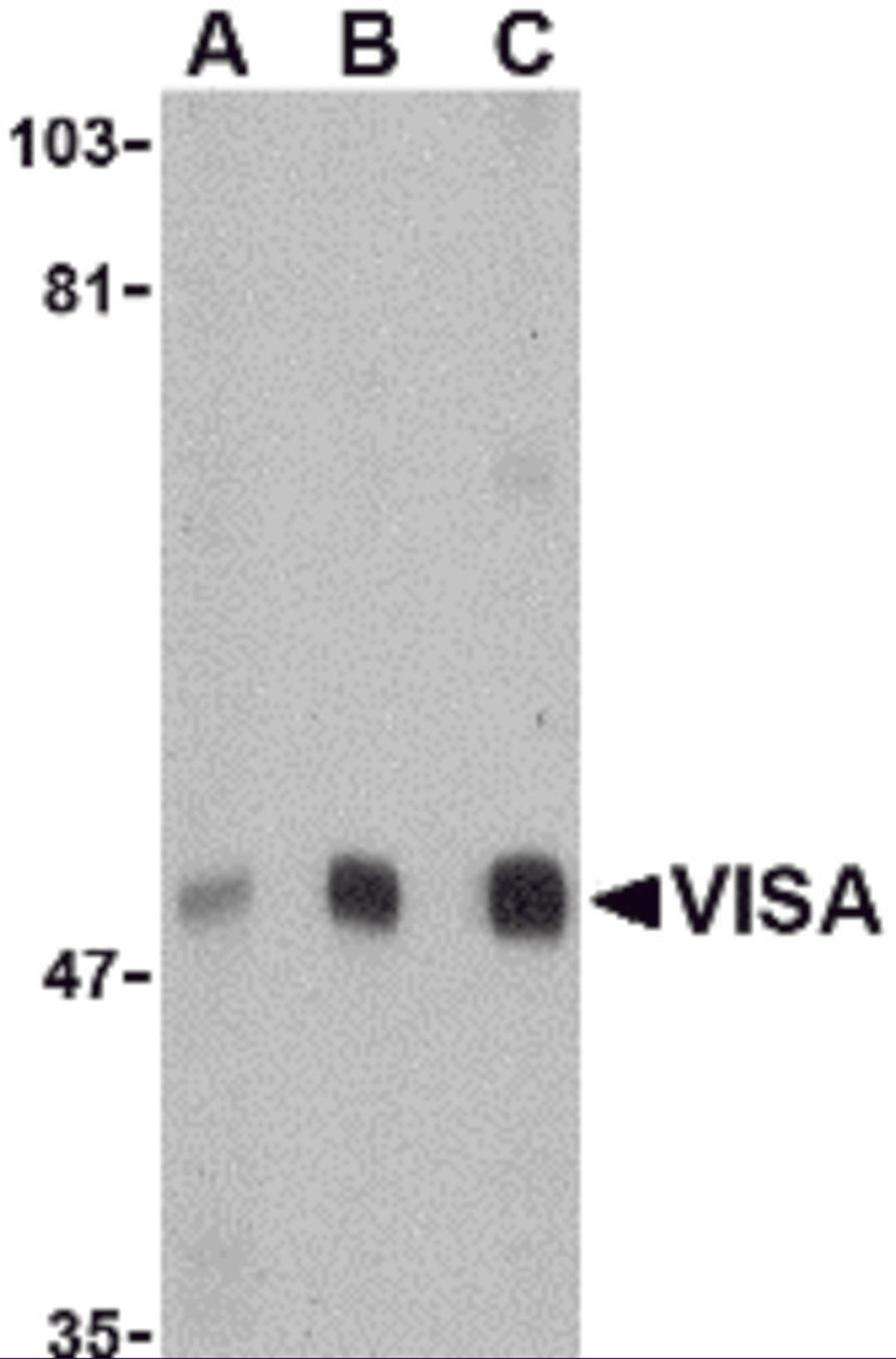 Western blot analysis of VISA in A20 cell lysate with VISA antibody at (A) 0.5, (B) 1 and (C) 2 μg/mL.