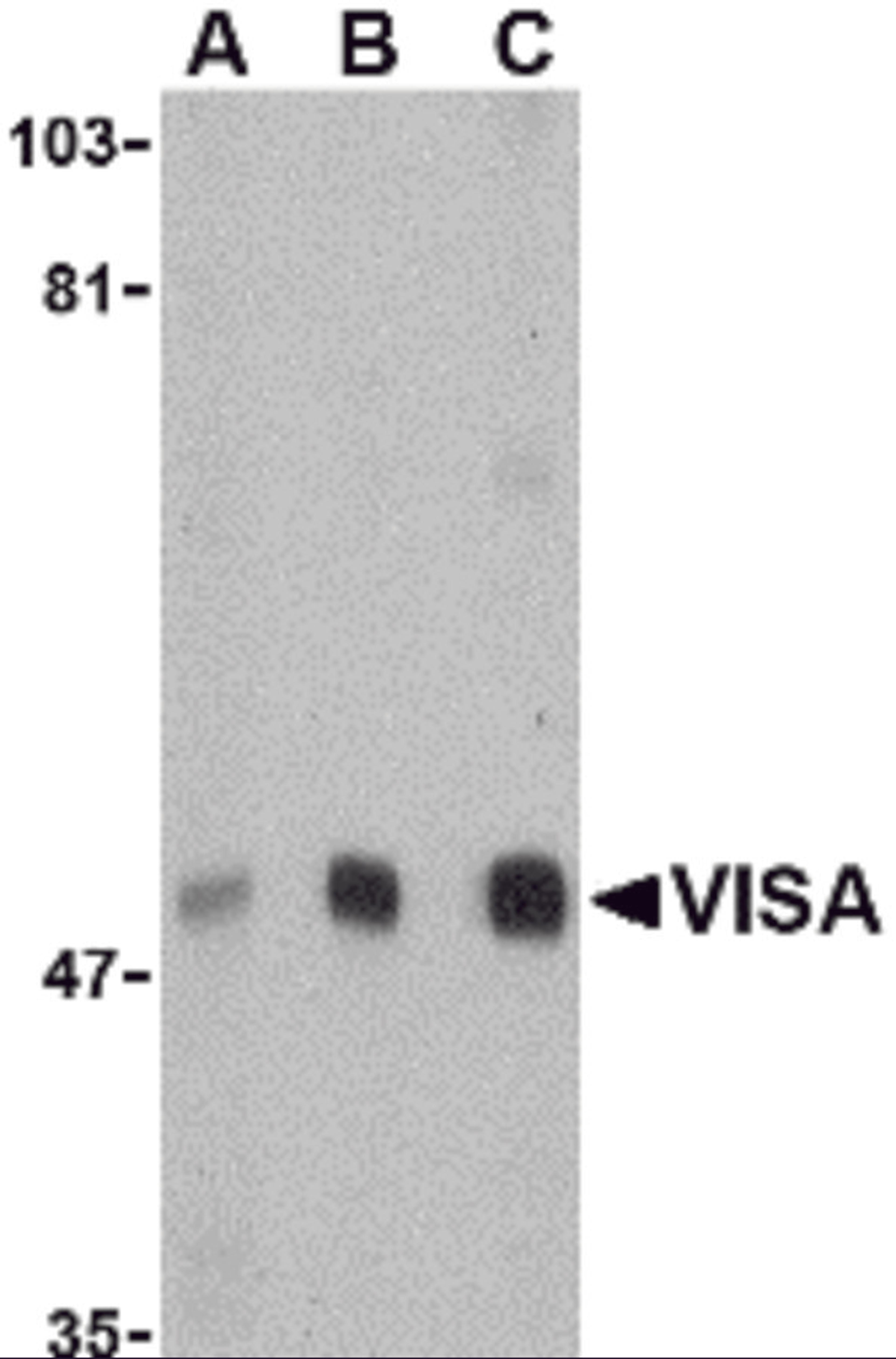 Western blot analysis of VISA in A20 cell lysate with VISA antibody at (A) 0.5, (B) 1 and (C) 2 μg/mL.