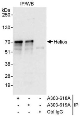 Detection of human Helios by western blot of immunoprecipitates.