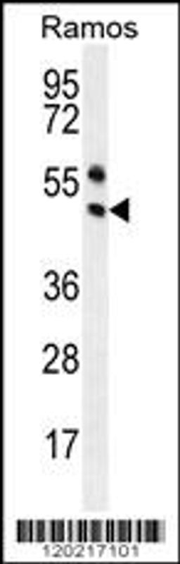 Western blot analysis in Ramos cell line lysates (35ug/lane).