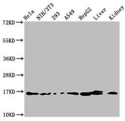 Western Blot. Positive WB detected in: Hela whole cell lysate, NIH/3T3 whole cell lysate, 293 whole cell lysate, A549 whole cell lysate, HepG2 whole cell lysate, Rat liver tissue, Rat kidney tissue. All lanes: HIST1H3A antibody at 1.5µg/ml. Secondary. Goat polyclonal to rabbit IgG at 1/50000 dilution. Predicted band size: 16 kDa. Observed band size: 16 kDa