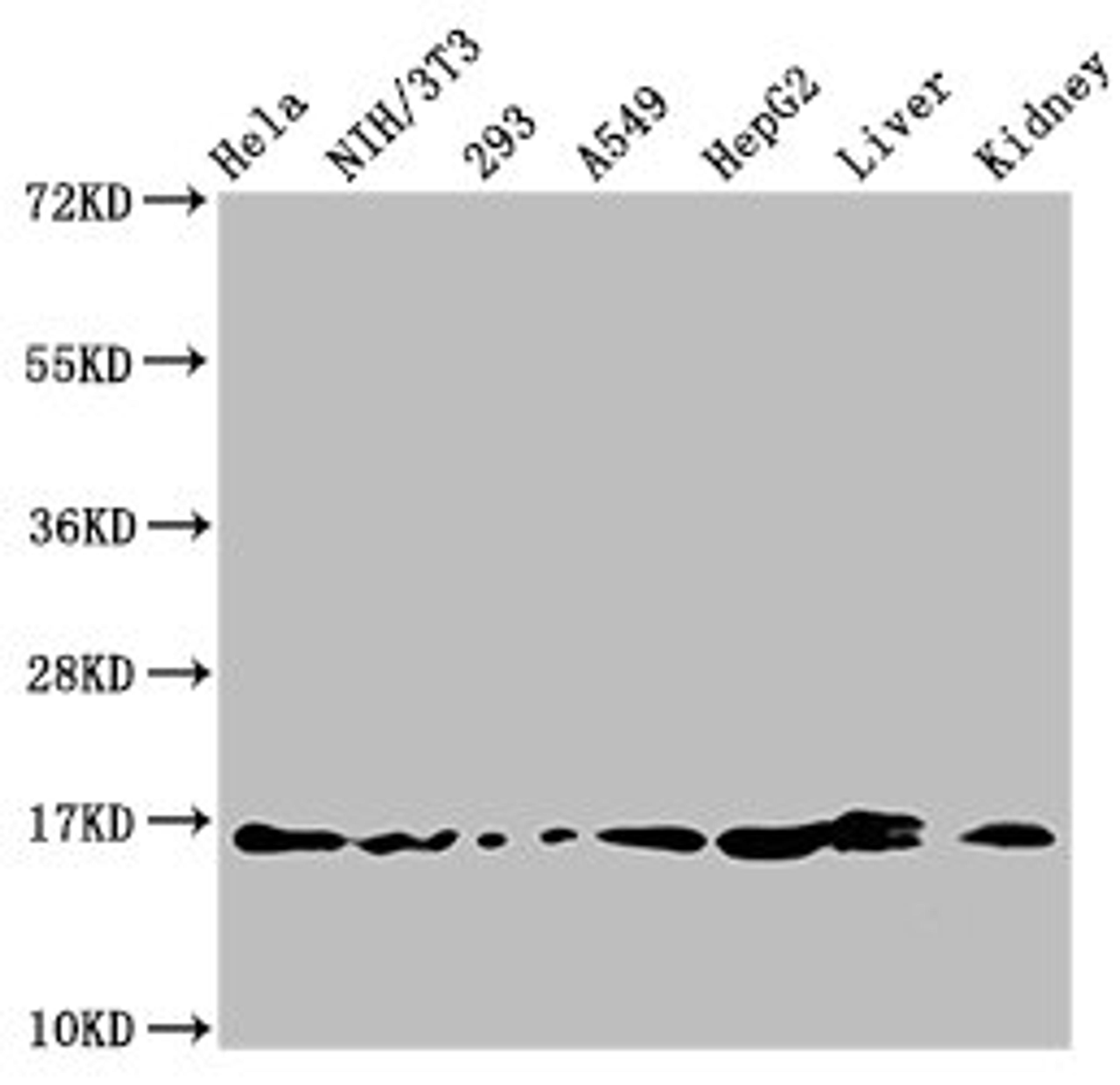 Western Blot. Positive WB detected in: Hela whole cell lysate, NIH/3T3 whole cell lysate, 293 whole cell lysate, A549 whole cell lysate, HepG2 whole cell lysate, Rat liver tissue, Rat kidney tissue. All lanes: HIST1H3A antibody at 1.5µg/ml. Secondary. Goat polyclonal to rabbit IgG at 1/50000 dilution. Predicted band size: 16 kDa. Observed band size: 16 kDa
