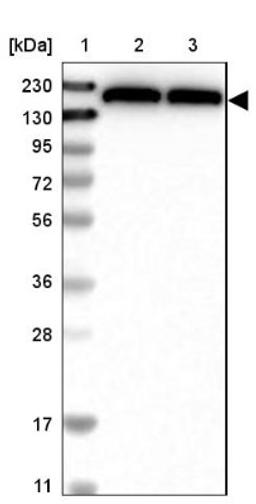 Western Blot: JCAD Antibody [NBP1-90941] - Lane 1: Marker [kDa] 230, 130, 95, 72, 56, 36, 28, 17, 11<br/>Lane 2: Human cell line RT-4<br/>Lane 3: Human cell line U-251MG sp