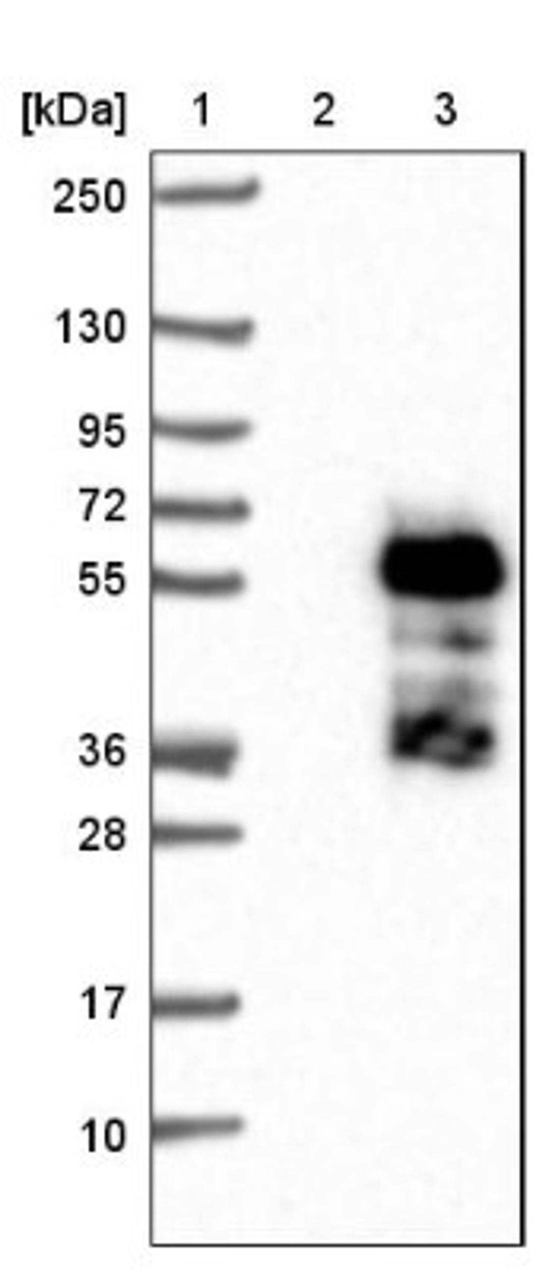 Western Blot: ELK4 Antibody [NBP1-87092] - Lane 1: Marker [kDa] 250, 130, 95, 72, 55, 36, 28, 17, 10<br/>Lane 2: Negative control (vector only transfected HEK293T lysate)<br/>Lane 3: Over-expression lysate (Co-expressed with a C-terminal myc-DDK tag (~3.1 kDa) in mammalian HEK293T cells, LY411912)