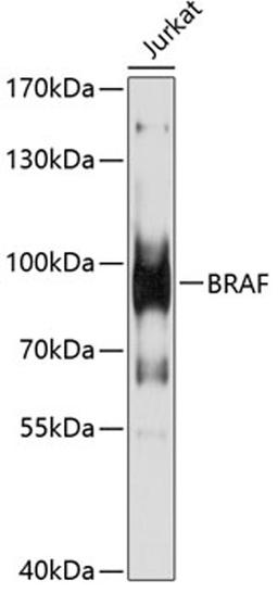 Western blot - BRAF antibody (A13953)