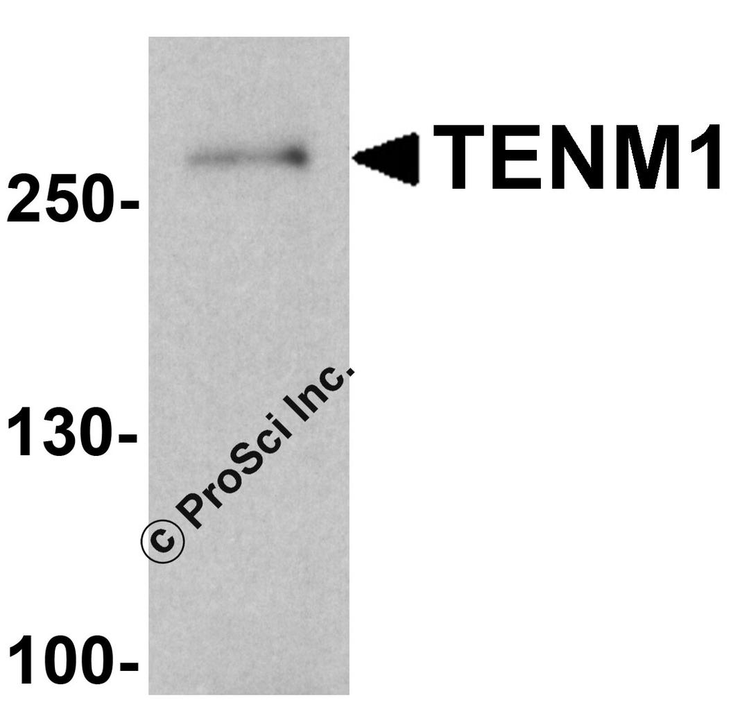 Western blot analysis of TENM1 in human brain tissue lysate with TENM1 antibody at 1 μg/ml.