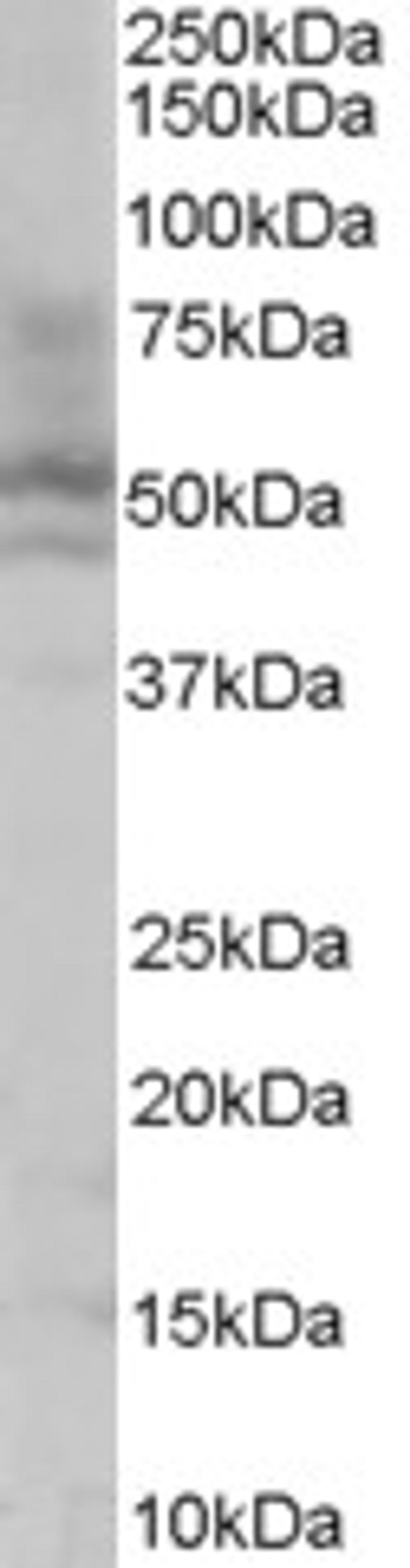 45-740 (0.1ug/ml) staining of HepG2 lysate (35ug protein in RIPA buffer). Detected by chemiluminescence.