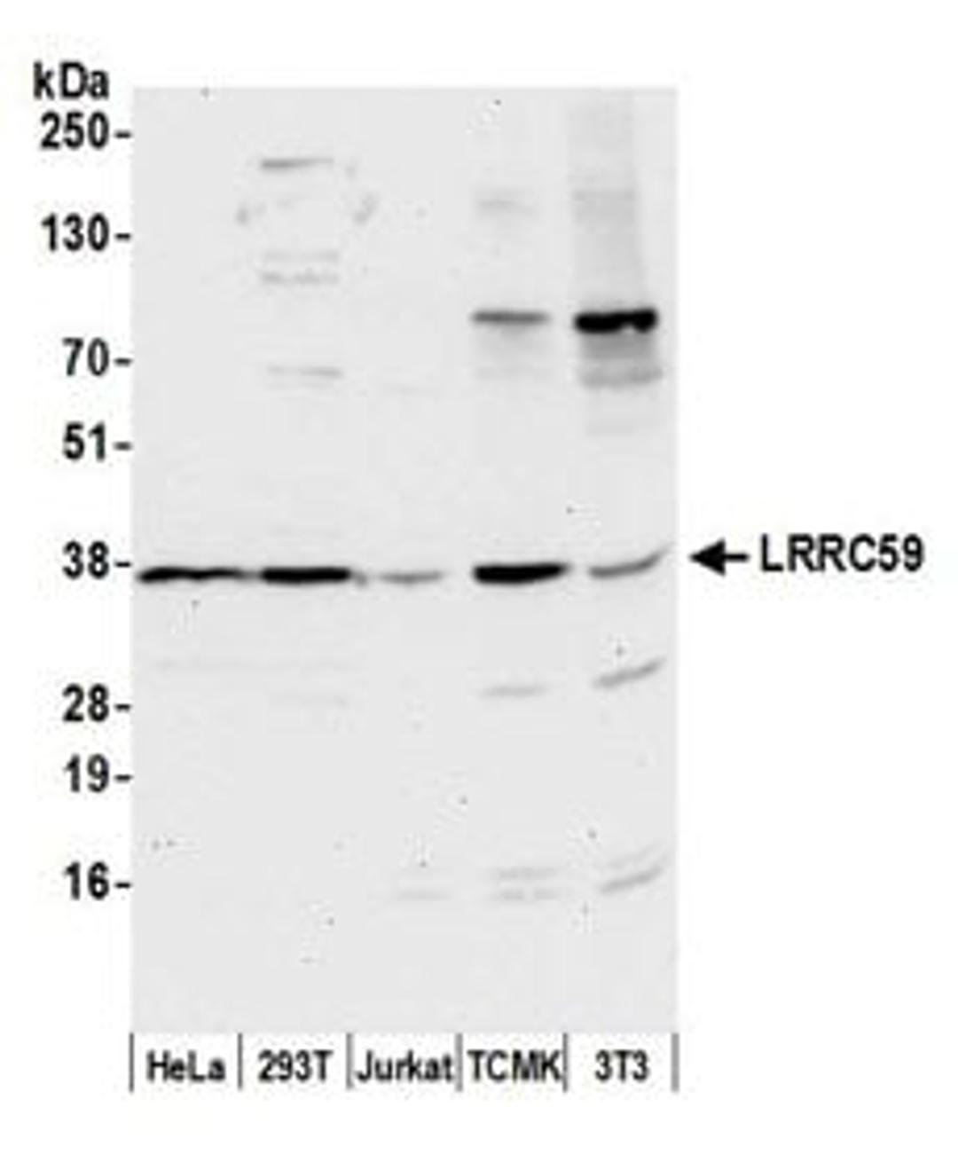 Detection of human and mouse LRRC59 by western blot.