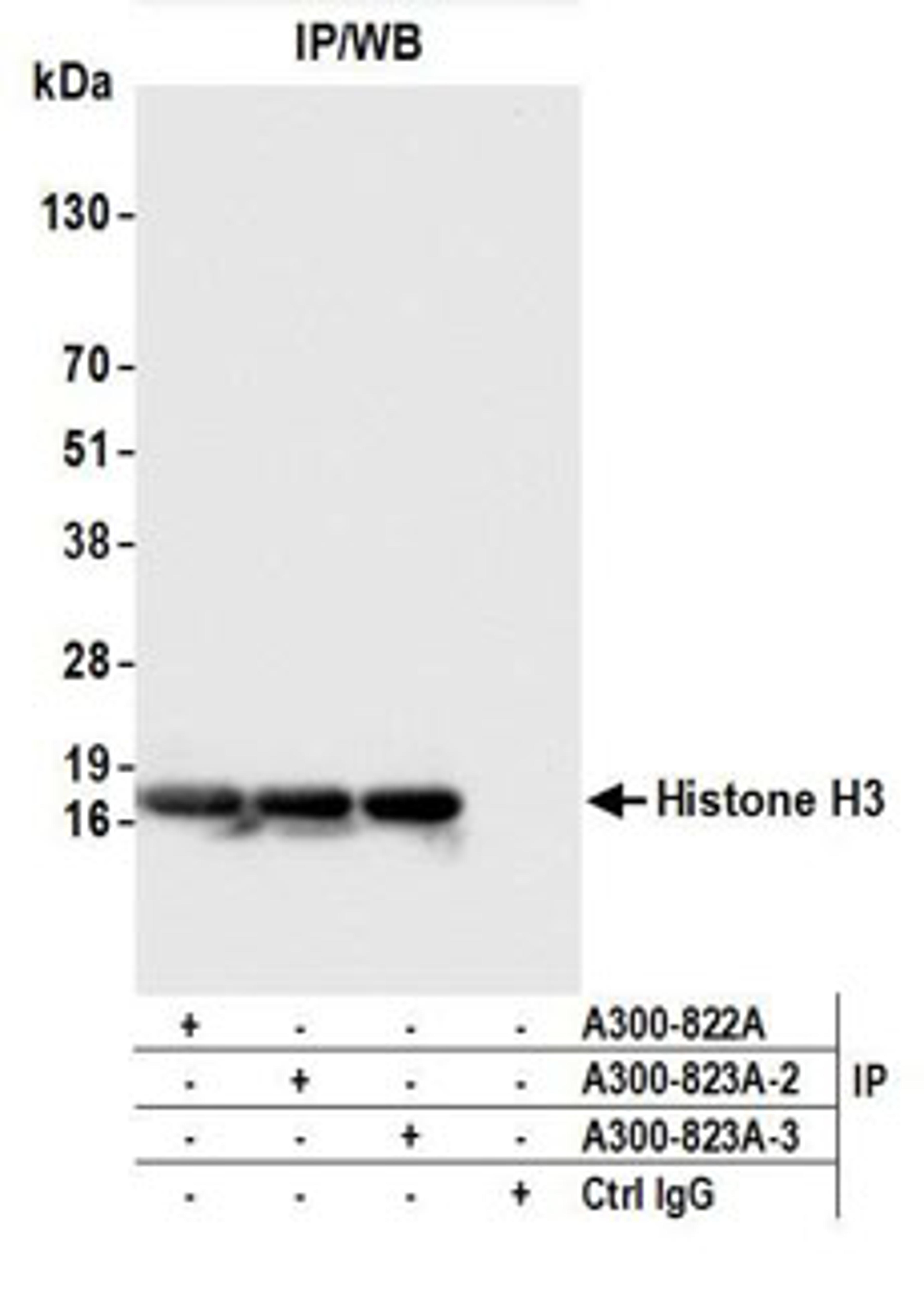 Detection of human Histone H3 by western blot of immunoprecipitates.