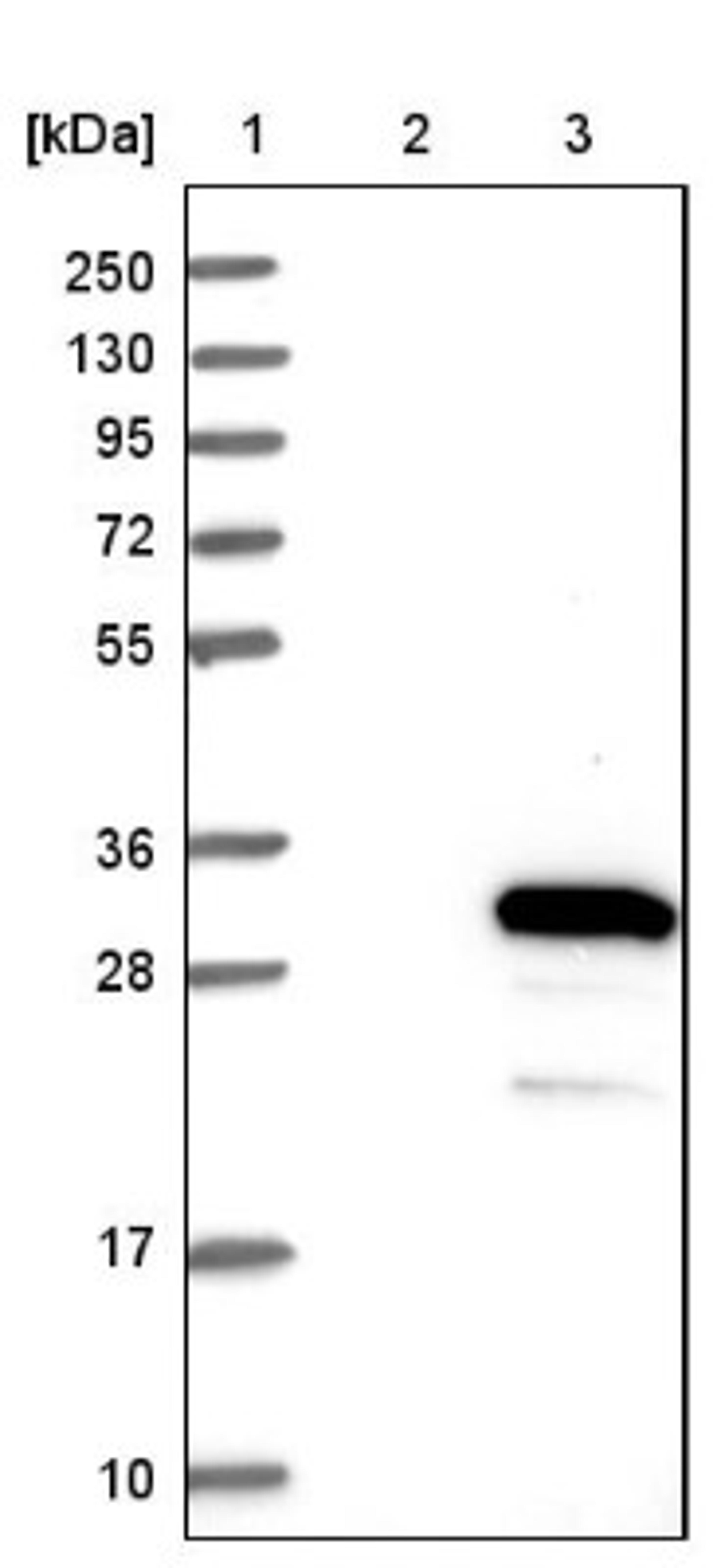 Western Blot: Ropporin 1-like Antibody [NBP1-90081] - Lane 1: Marker [kDa] 250, 130, 95, 72, 55, 36, 28, 17, 10<br/>Lane 2: Negative control (vector only transfected HEK293T lysate)<br/>Lane 3: Over-expression lysate (Co-expressed with a C-terminal myc-DDK tag (~3.1 kDa) in mammalian HEK293T cells, LY410431)