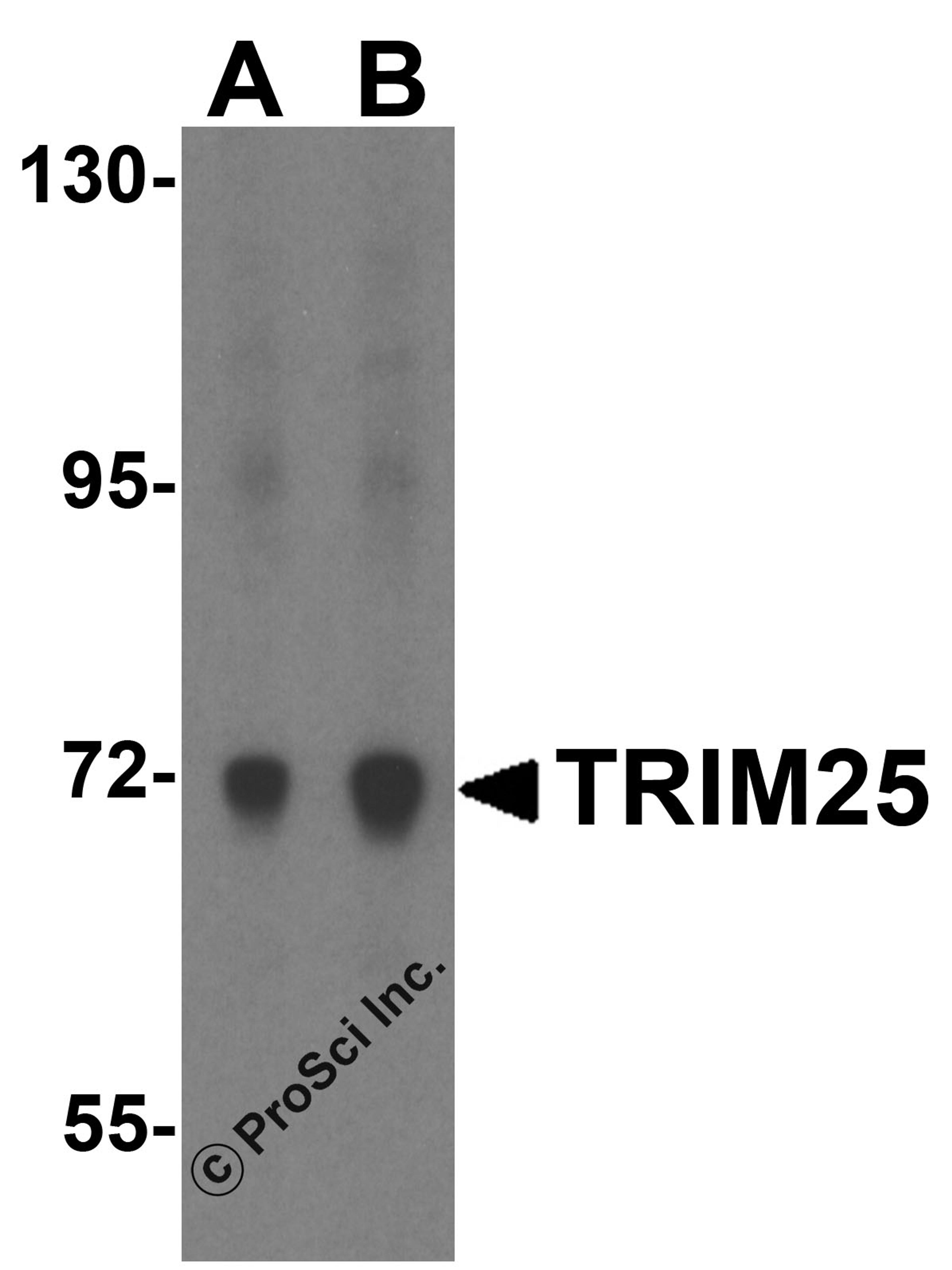 Western blot analysis of TRIM25 in HeLa cell lysate with TRIM25 antibody at (A) 0.5 and (B) 1 &#956;g/mL.