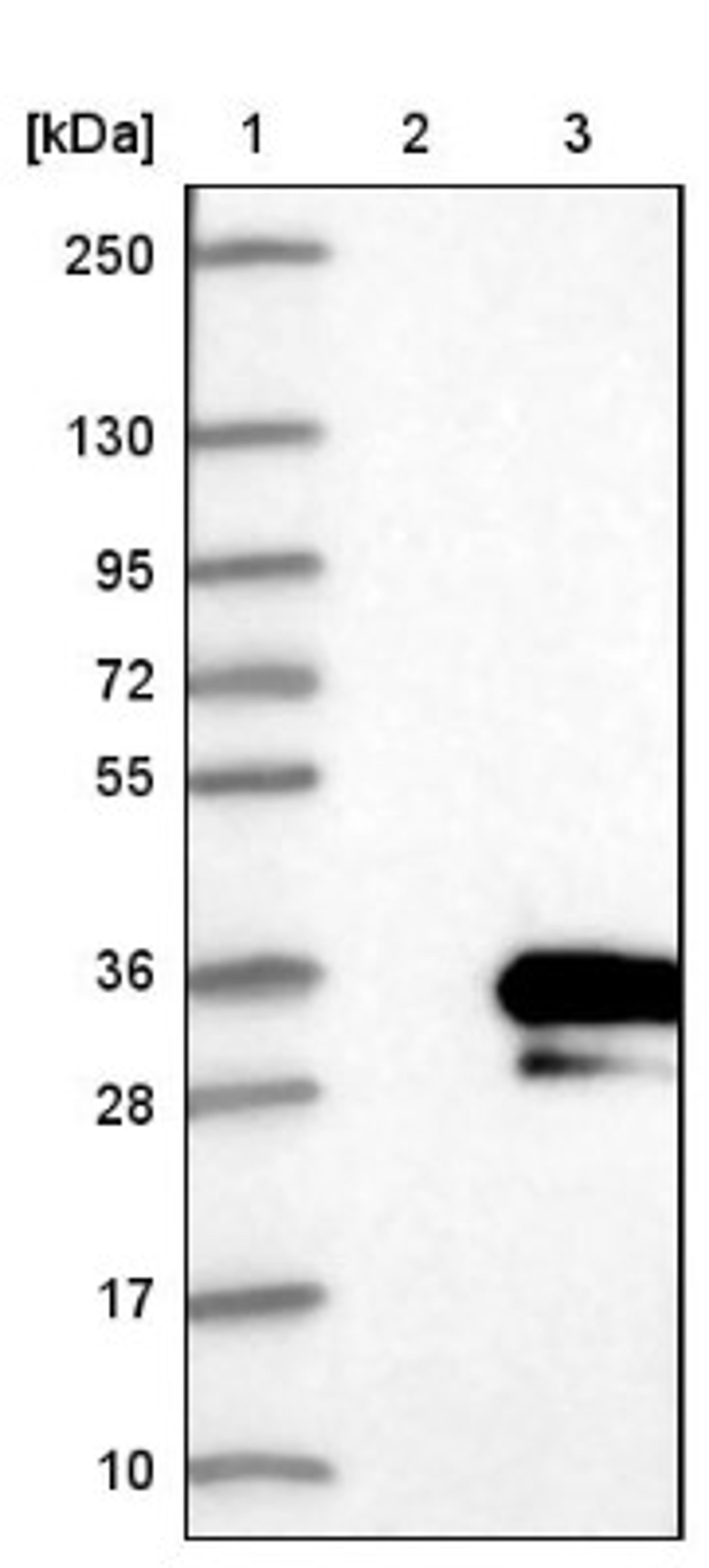 Western Blot: RSG1 Antibody [NBP1-88322] - Lane 1: Marker [kDa] 250, 130, 95, 72, 55, 36, 28, 17, 10<br/>Lane 2: Negative control (vector only transfected HEK293T lysate)<br/>Lane 3: Over-expression lysate (Co-expressed with a C-terminal myc-DDK tag (~3.1 kDa) in mammalian HEK293T cells, LY410666)