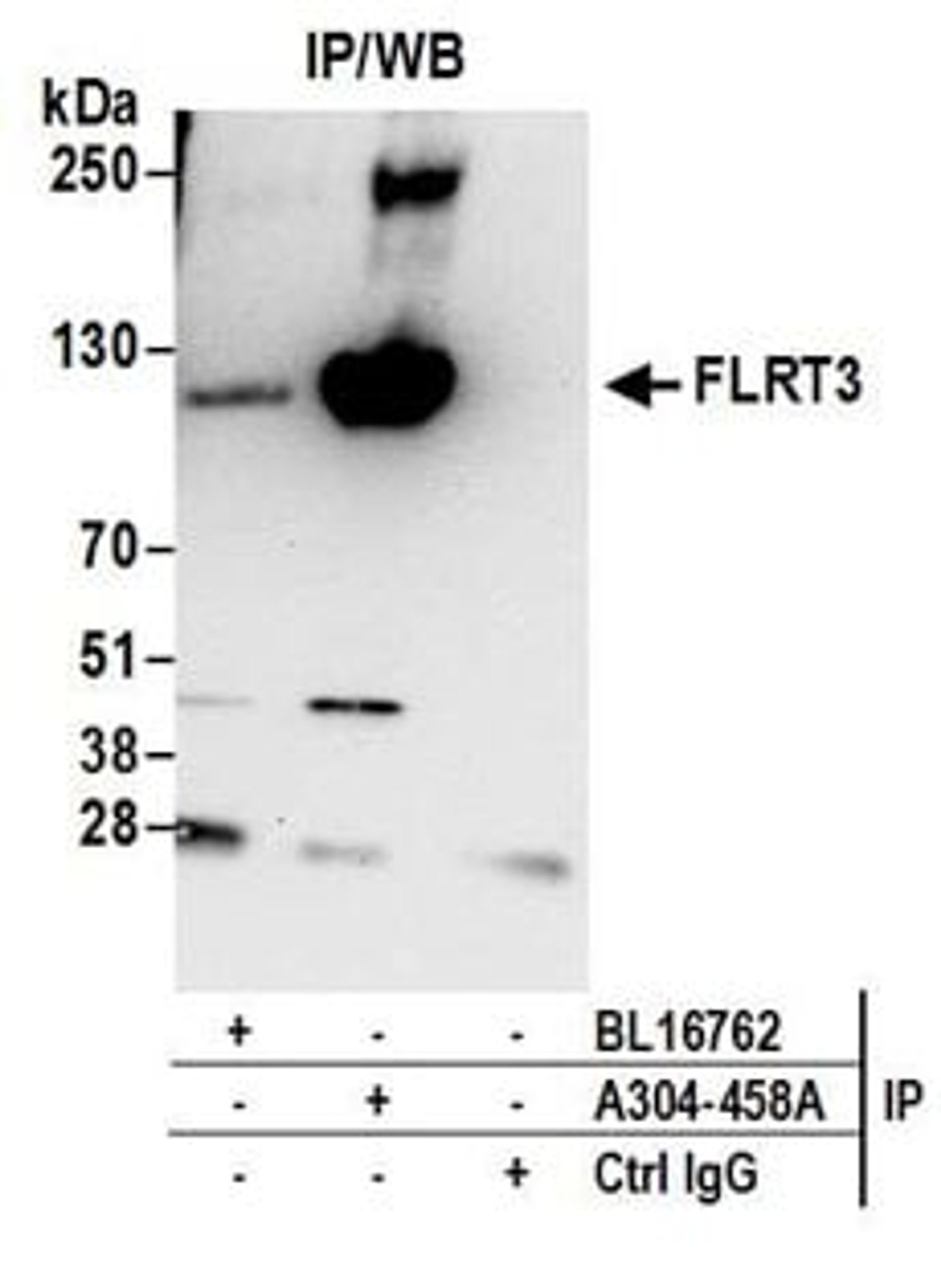 Detection of human FLRT3 by western blot of immunoprecipitates.