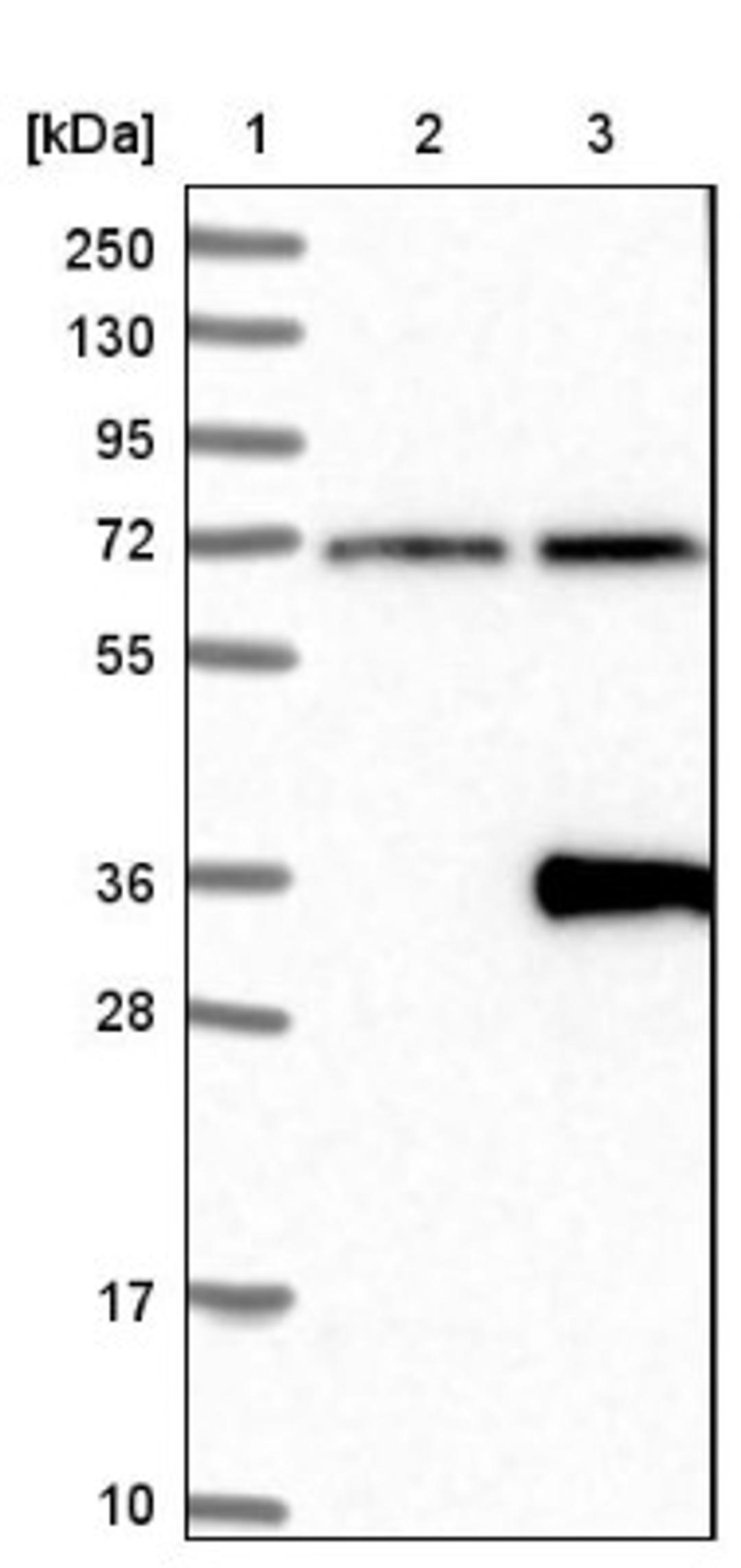 Western Blot: LRP15 Antibody [NBP1-89579] - Lane 1: Marker [kDa] 250, 130, 95, 72, 55, 36, 28, 17, 10<br/>Lane 2: Negative control (vector only transfected HEK293T lysate)<br/>Lane 3: Over-expression lysate (Co-expressed with a C-terminal myc-DDK tag (~3.1 kDa) in mammalian HEK293T cells, LY409370)