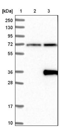 Western Blot: LRP15 Antibody [NBP1-89579] - Lane 1: Marker [kDa] 250, 130, 95, 72, 55, 36, 28, 17, 10<br/>Lane 2: Negative control (vector only transfected HEK293T lysate)<br/>Lane 3: Over-expression lysate (Co-expressed with a C-terminal myc-DDK tag (~3.1 kDa) in mammalian HEK293T cells, LY409370)